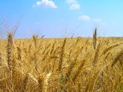 ФАС проверит, почему элеваторы поднимают цены на хранение зерна 