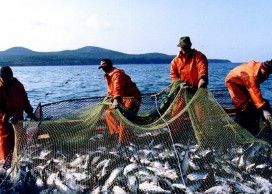 Россельхознадзор незаконно не пускал норвежскую рыбу в Россию