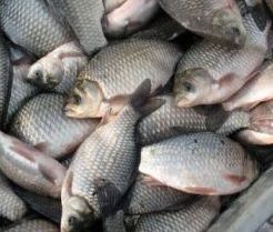 Производство рыбы российскими предприятиями в 2011 году выросло на 9%