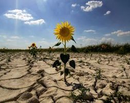 Ущерб АПК от засухи приближается к уровню аномально жаркого 2010 года