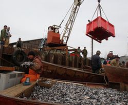 Ритейлеры просят решить проблемы доставки дальневосточной рыбы