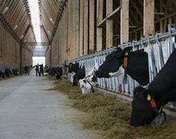 Россельхознадзор предлагает не регистрировать продукты с ГМО