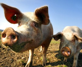 Качество российской сельхозпродукции отстает от ее количества
