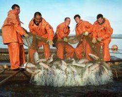 Все больше новых участников появляется в деле о рыбных картелях
